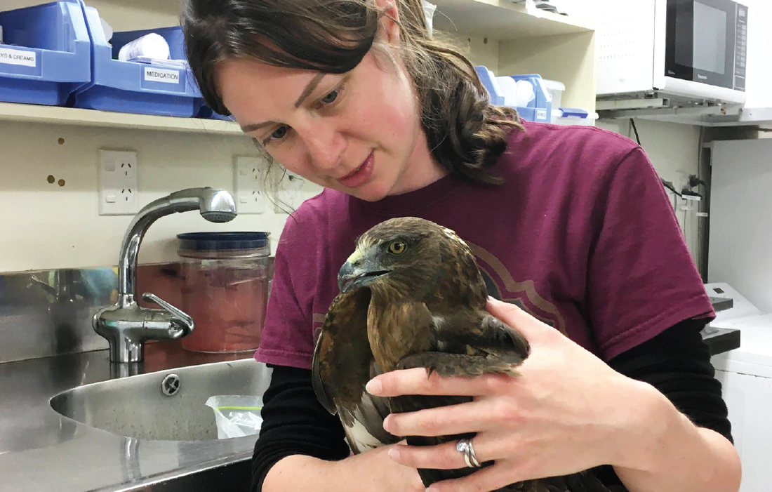 bird rehabilitation