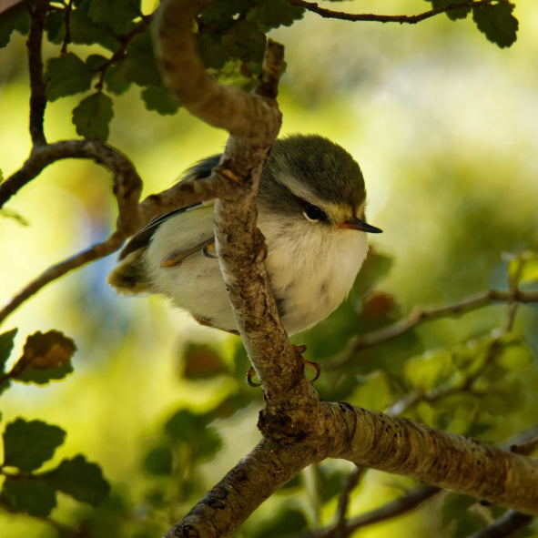 Donate to Little Green Bird Conservation Trust