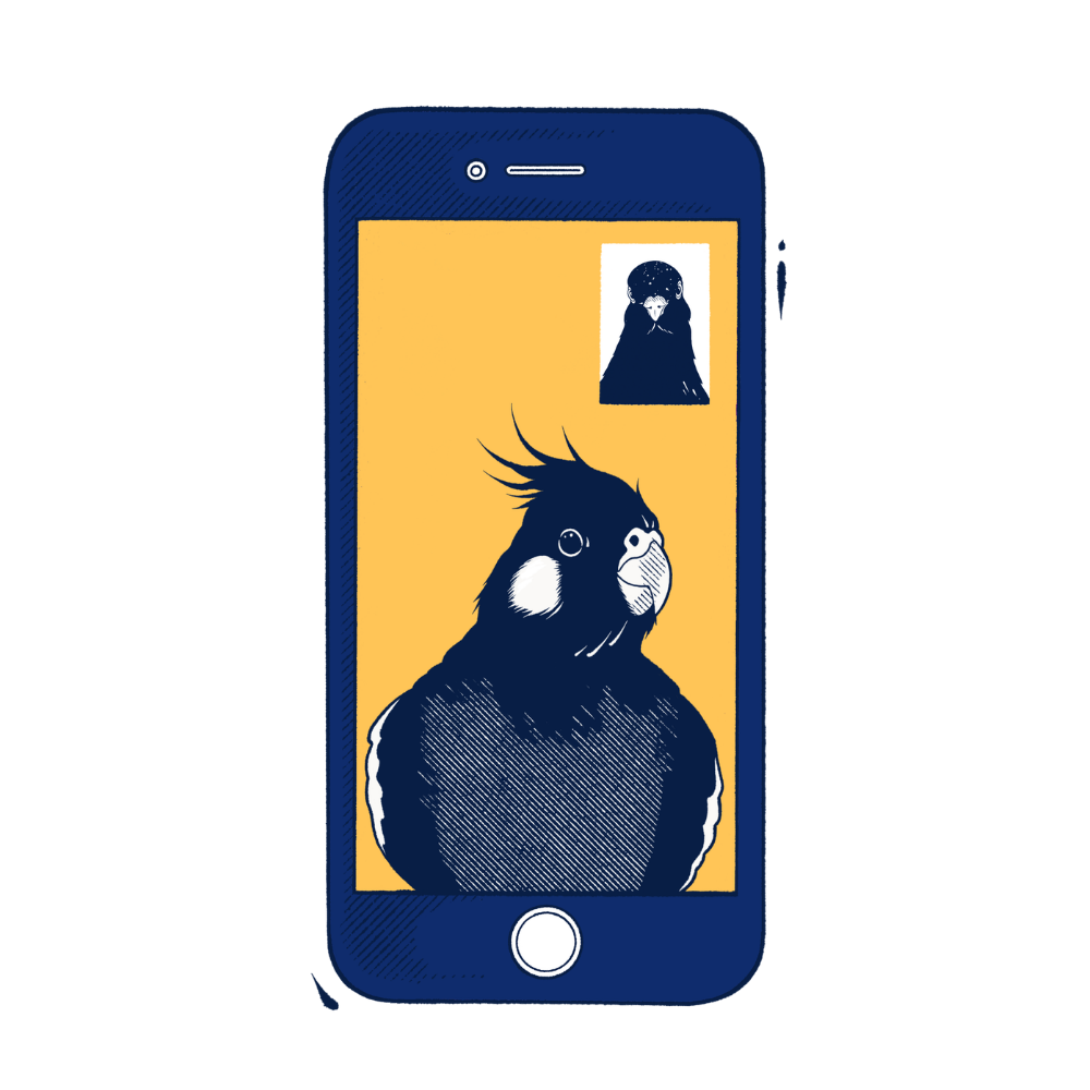 Book a Free Follow-Up Call for Your Bird