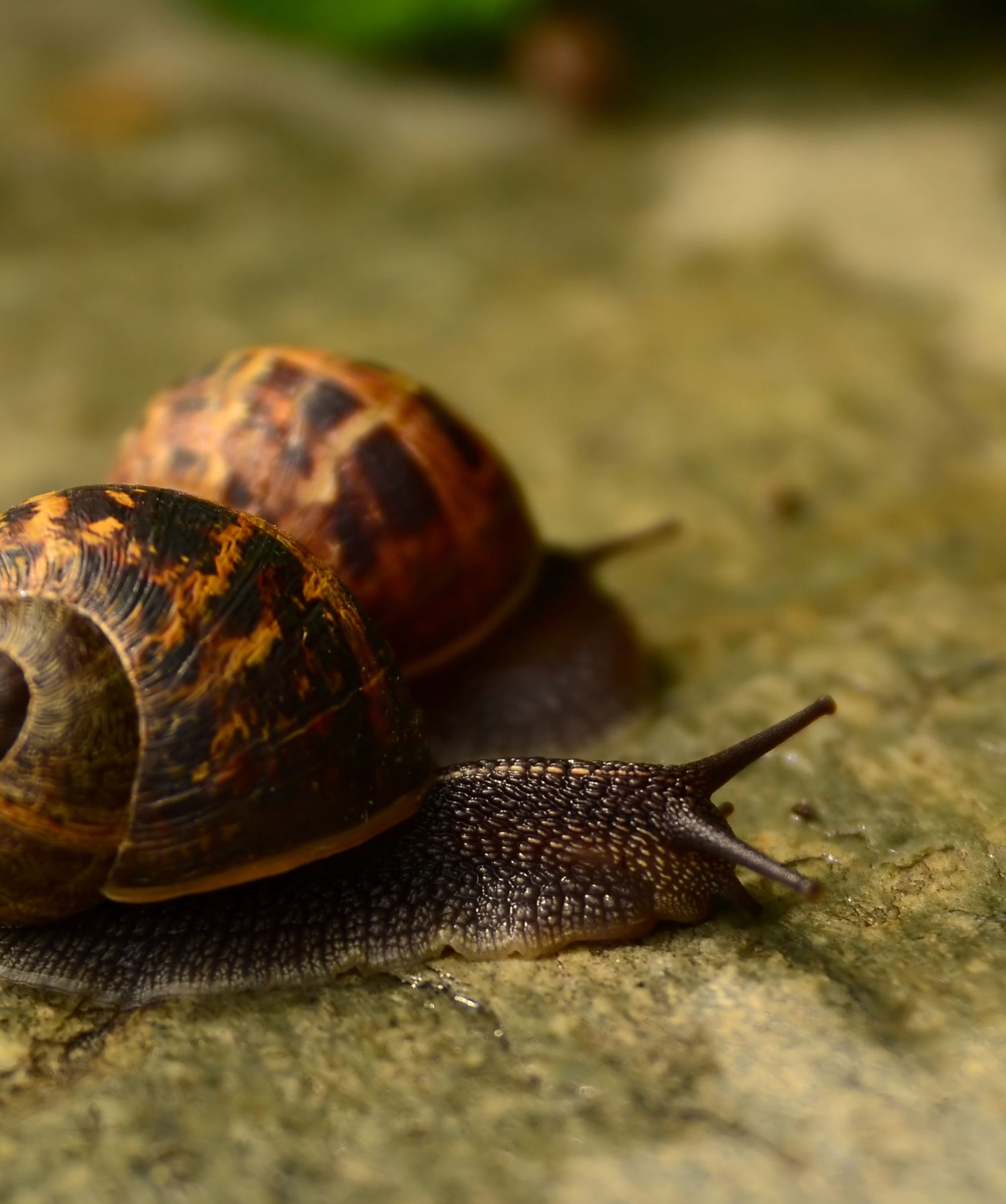two snails carrying parasitic worms in to poultry