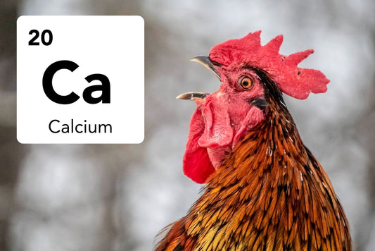 The Calcium Problem in Mixed Gendered Chicken Flocks