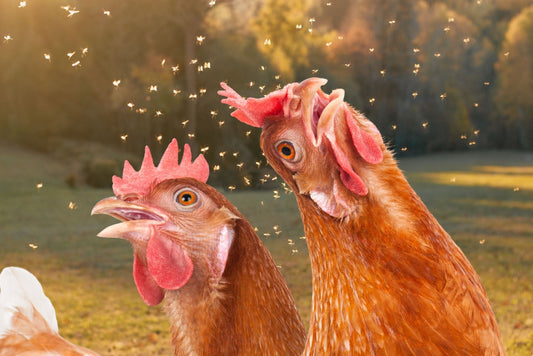 Keeping Mosquitoes Away From Your Backyard Chickens – The Natural Way