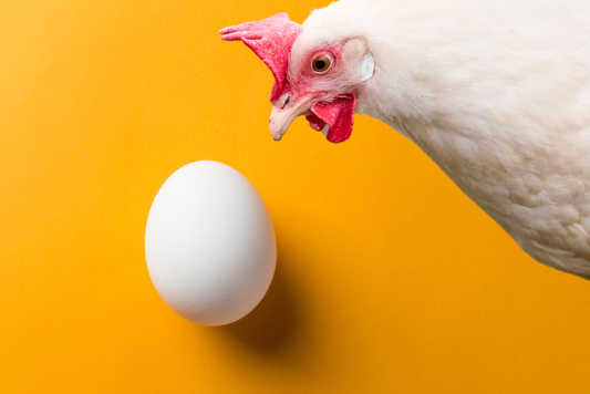 chicken egg binding