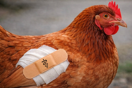 The State of Bird Vet Care in Aoteoroa Banner