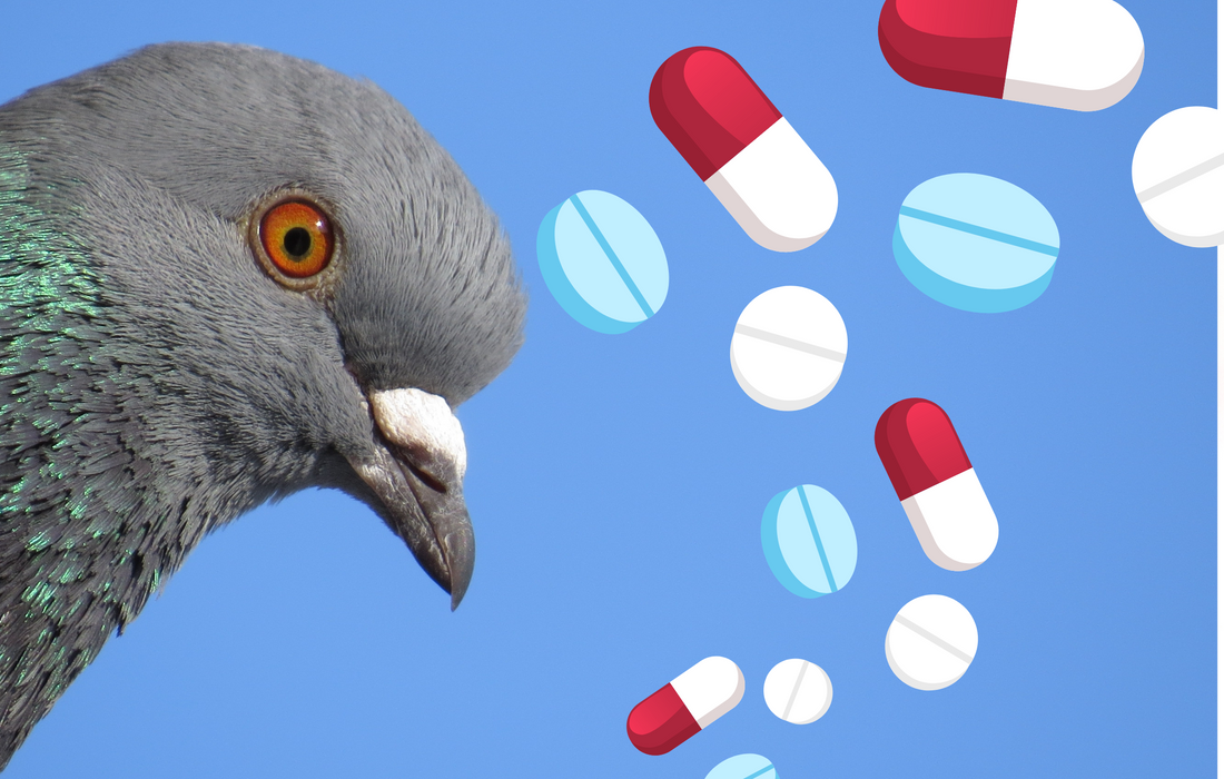 Canker in Pigeons: 7 Symptoms to Watch For