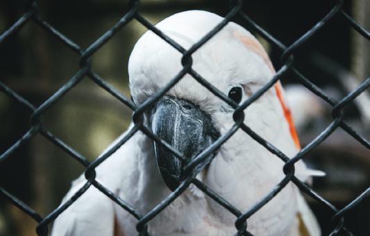 So, you want to adopt a large parrot? by Alan Parker