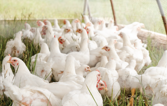 Mycoplasma in Chickens: Signs, Treatment and Flock Management