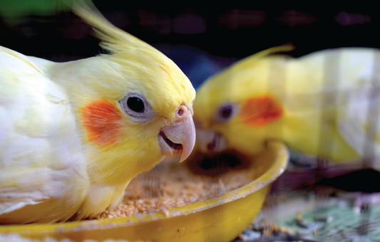 Pellets, Pellet diet, Healthy birds, Harrisons, adult fine, roudybush, vetafarm 