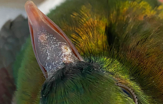 Avian pox lesions on a bird
