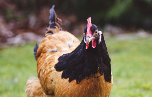 Animal welfare and Codes of Welfare in New Zealand
