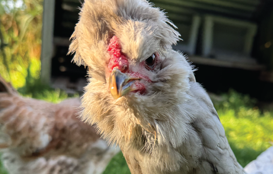 The Inner Life of a Chicken