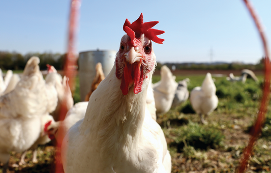 Salmonella in backyard chickens and poultry
