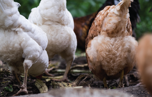 Cloaca Prolapse, Chicken Health, Hen Health, 