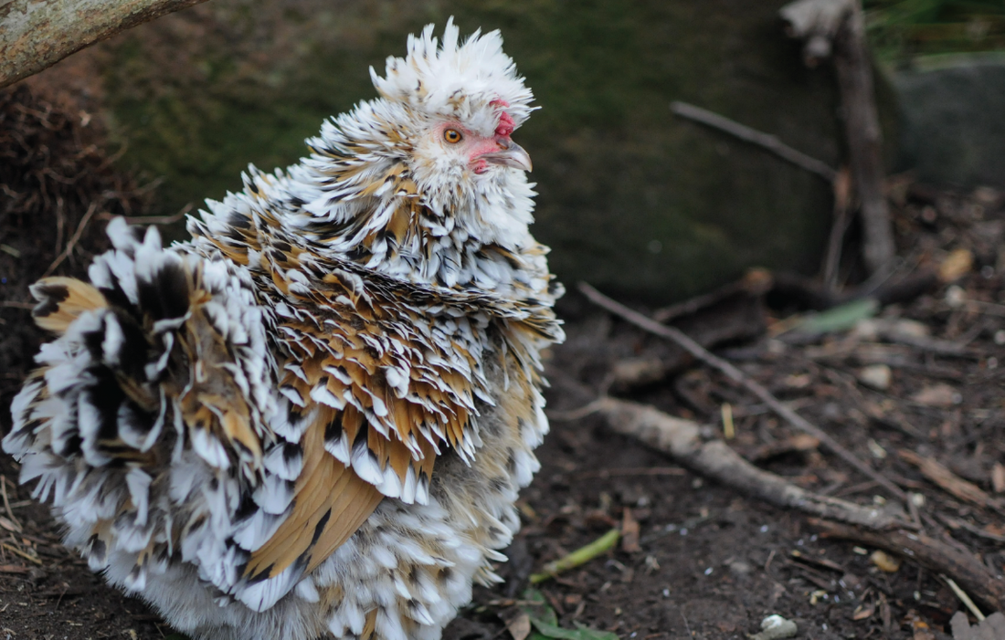 Fatty liver haemorrhagic syndrome in chickens