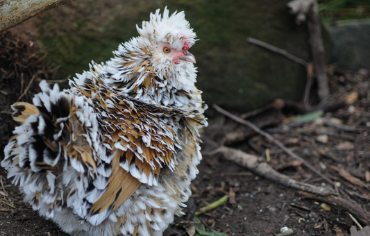 Fatty liver haemorrhagic syndrome in chickens