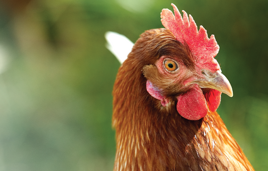 Marek’s disease signs and paralysis in chickens