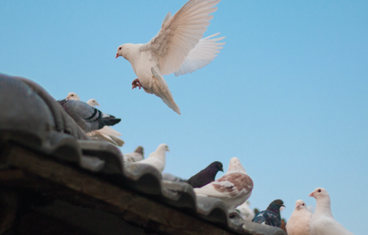 Rotavirus pigeon flock