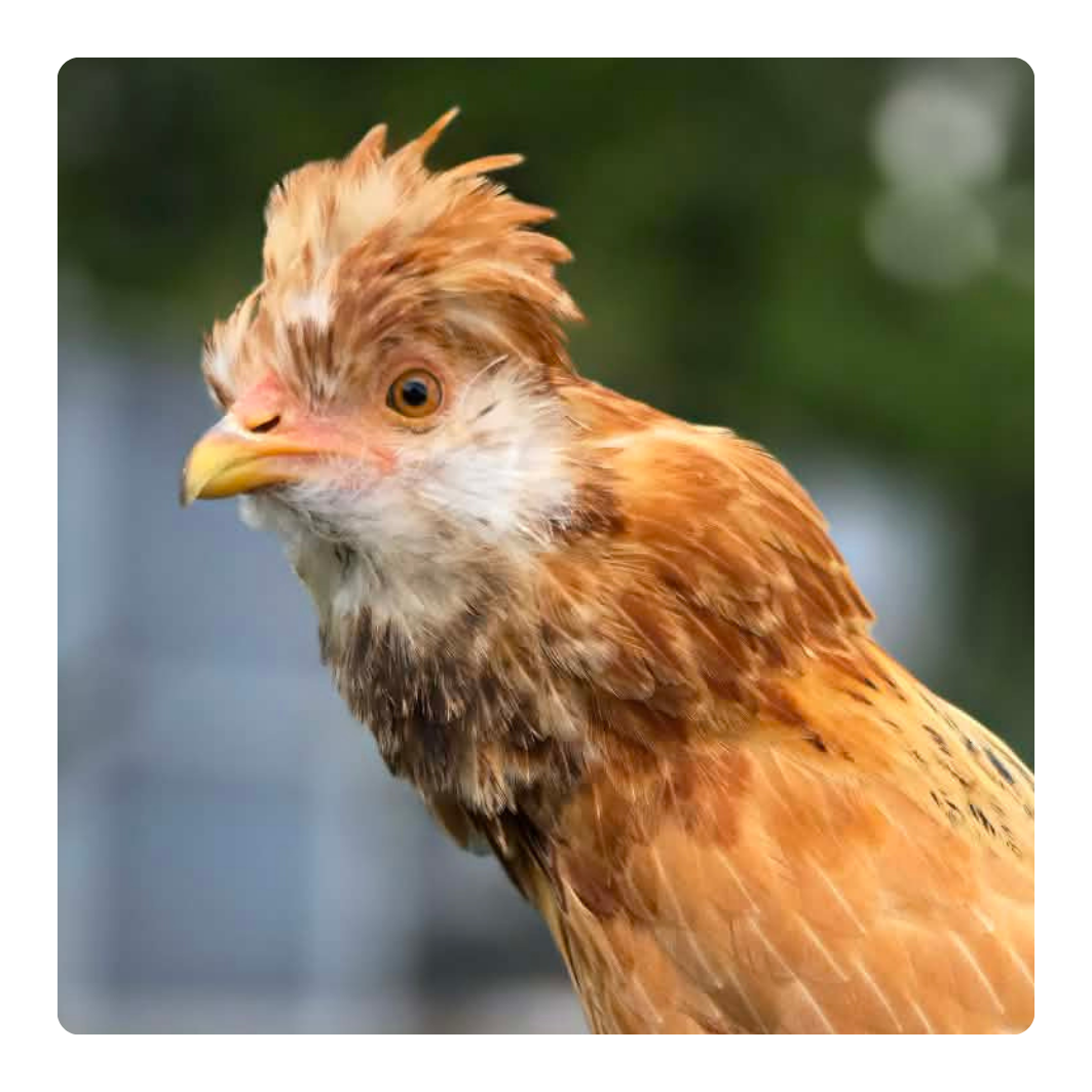 Chicken portrait for poultry health products collection