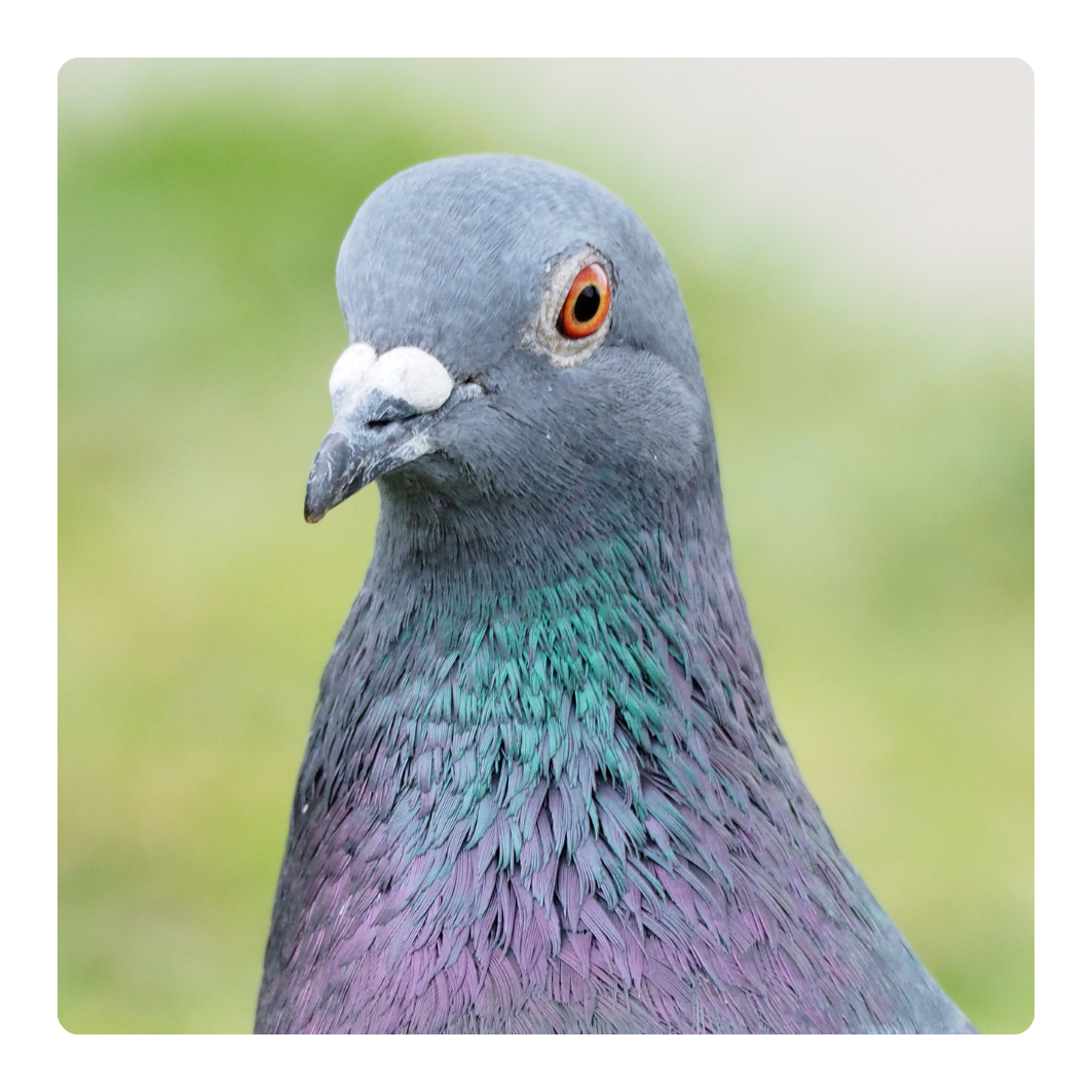 Pigeon portrait for pigeon health products collection