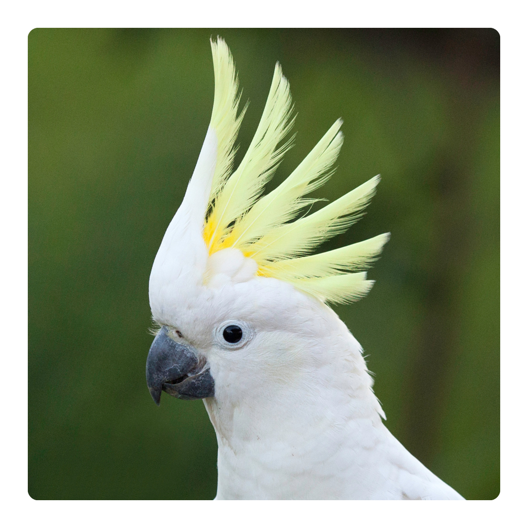 Parrot portrait for parrot health products collection