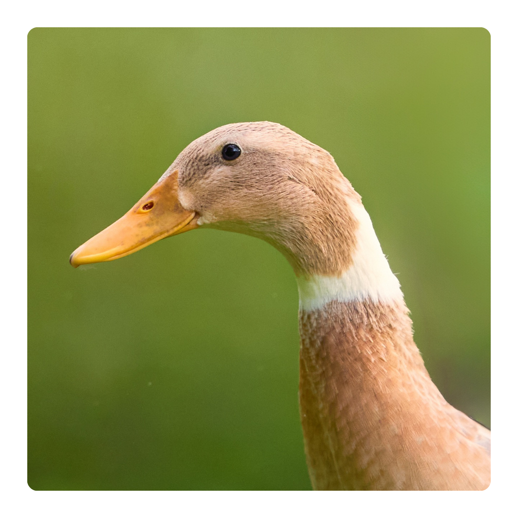 Duck portrait for duck health products collection