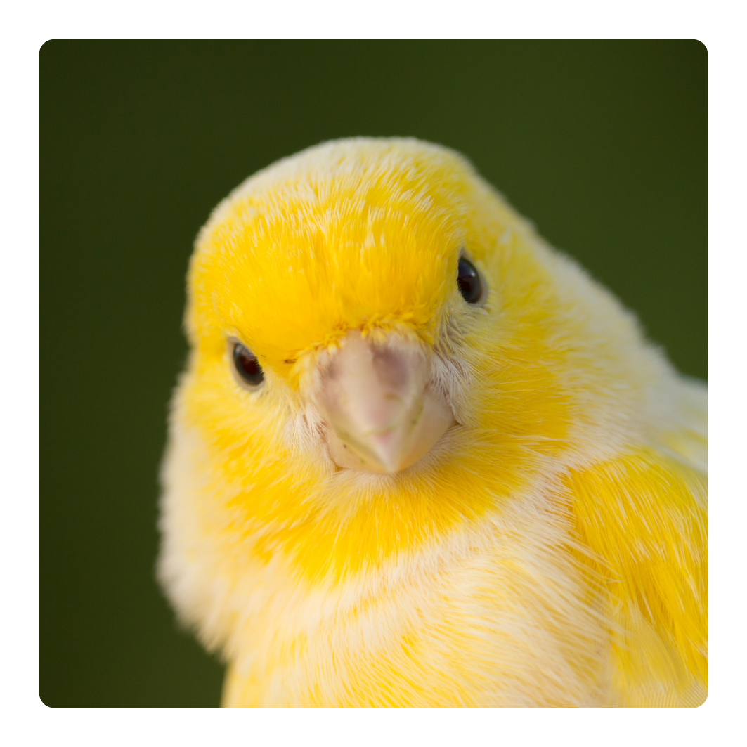 Small bird portrait for small bird health products collection