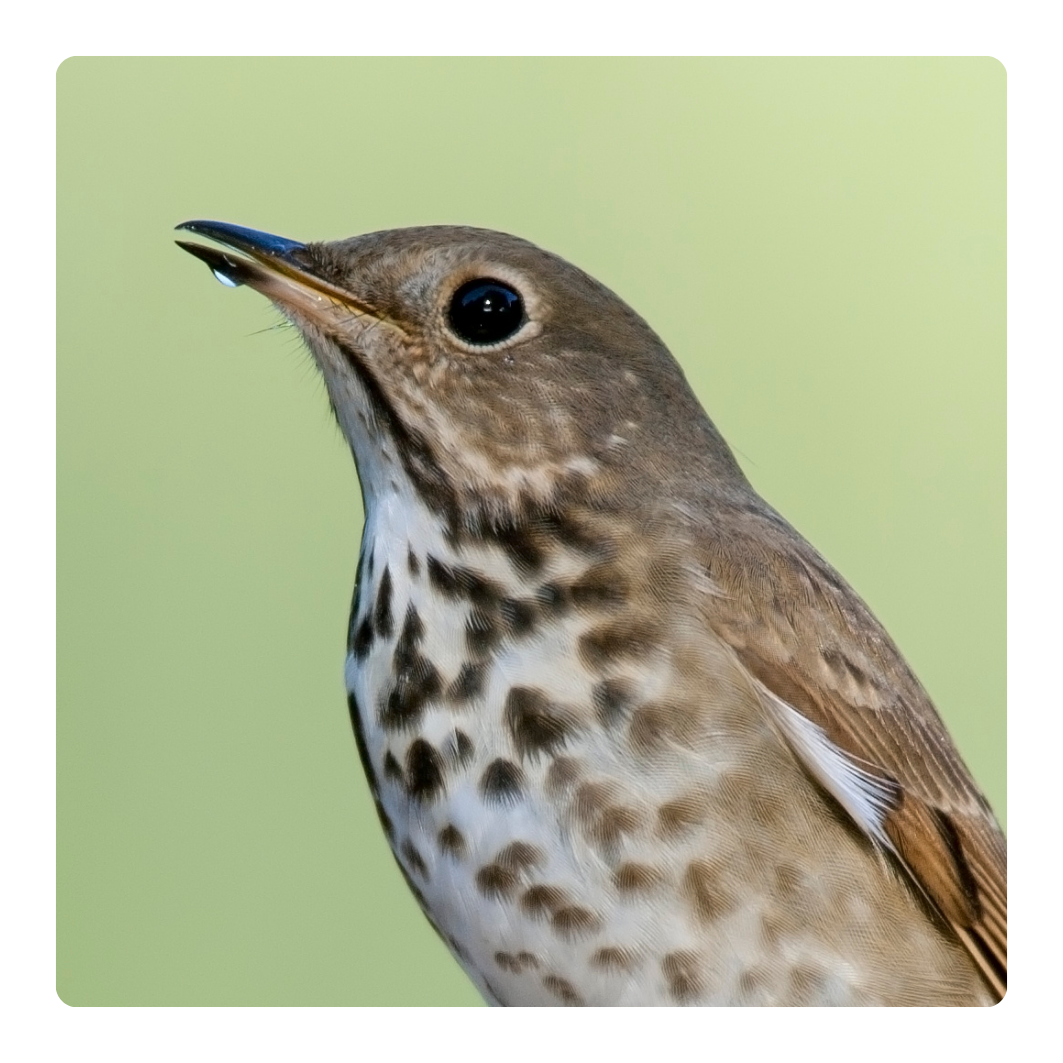 Songbird New Zealand bird portrait for wildlife and rehab supplies collection