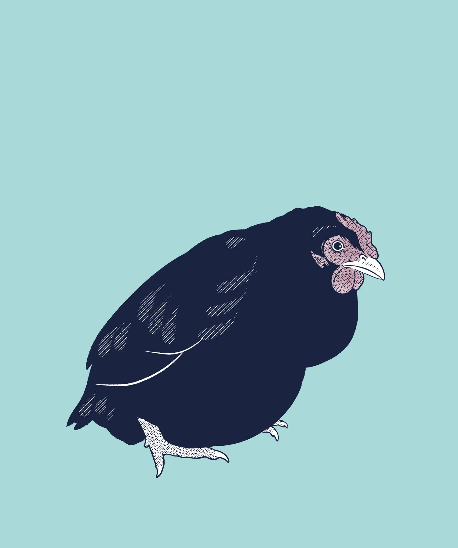 Ascites Syndrome in chickens and other birds, also known as water belly, swollen tummy