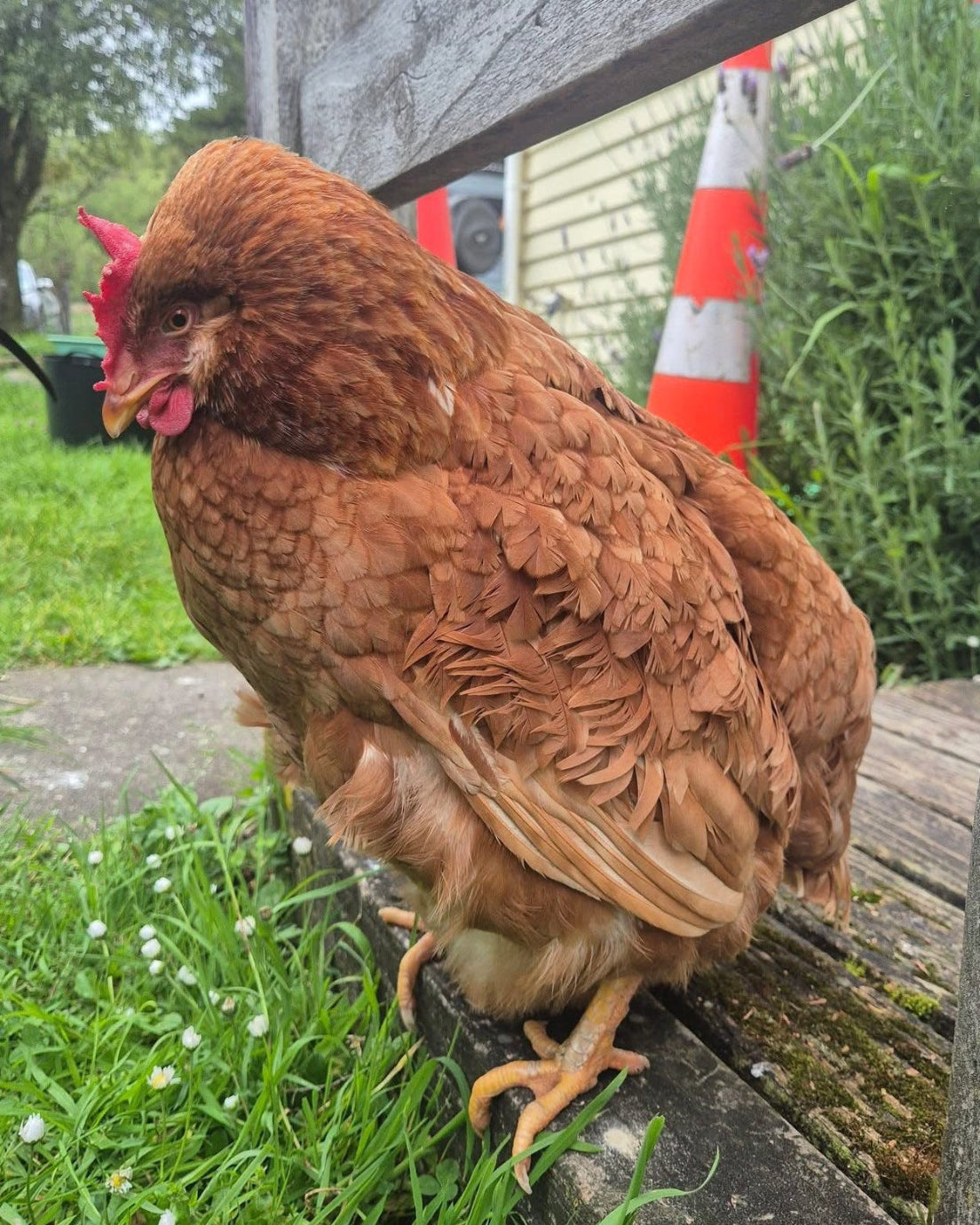 Ascites in Chickens Water Belly