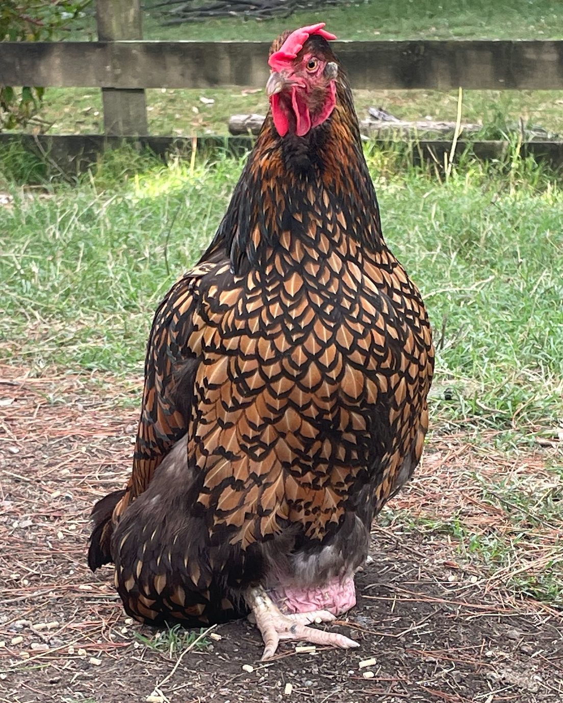 Rooster standing on a grassy and dirt-covered ground with a wooden fence in the background.