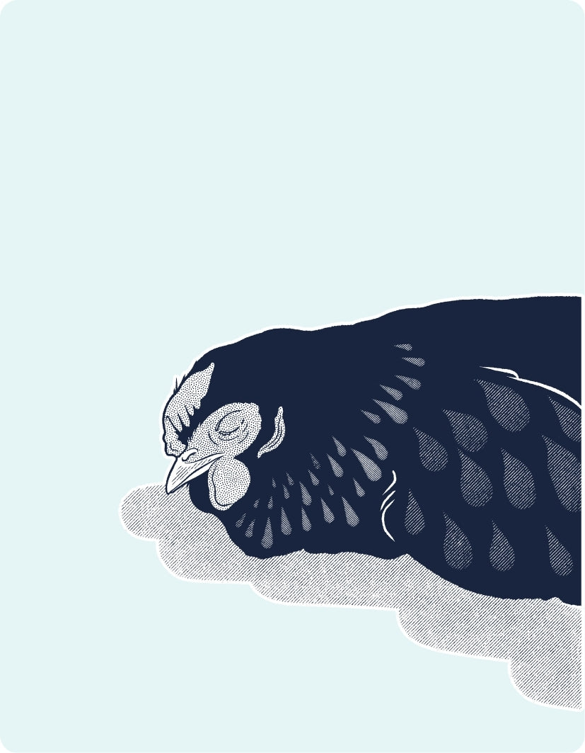 Illustration of a rooster on a light blue background