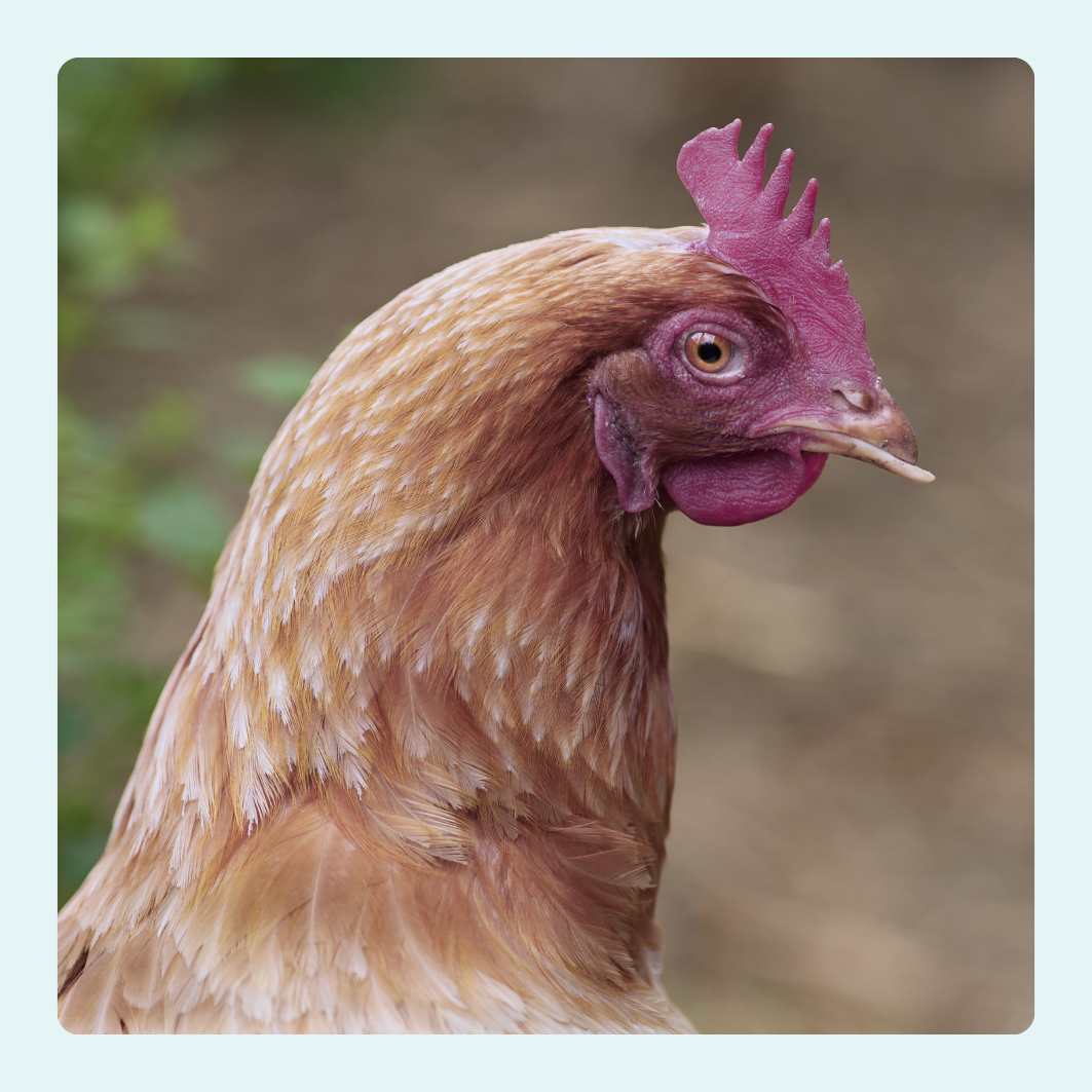 Close-up of a chicken with a prominent comb against a blurred natural background