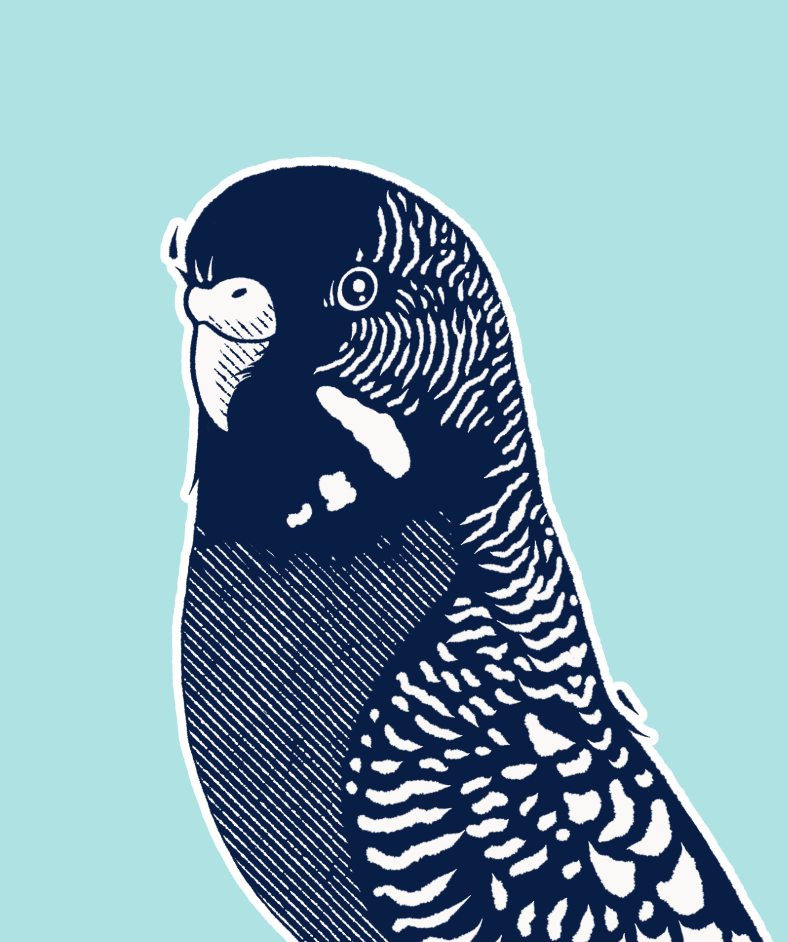 Budgie diet