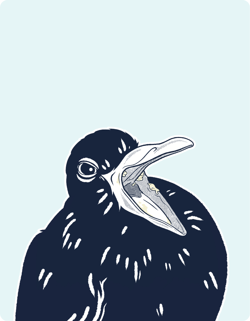 Illustration of a black bird with a white beak on a light blue background