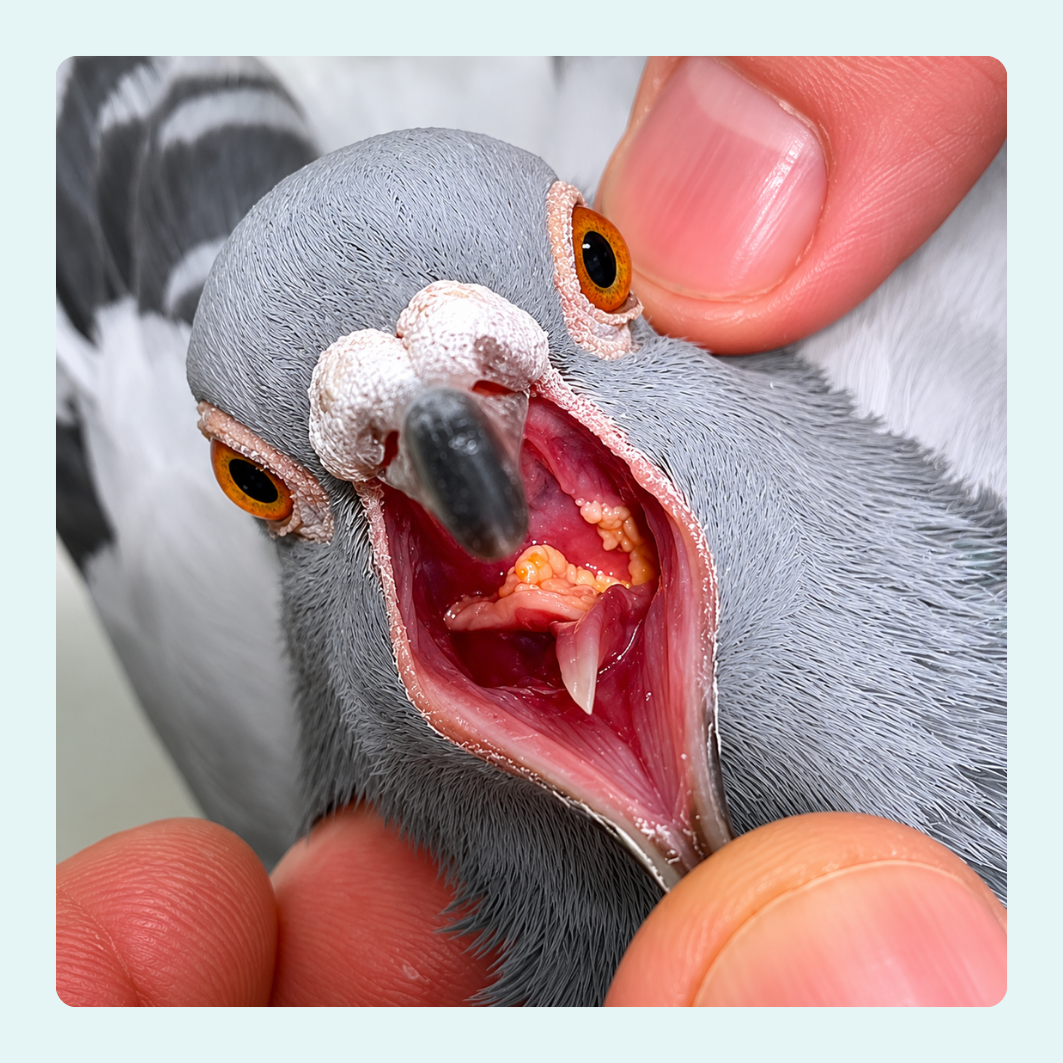 Close-up of a pigeon with an open mouth, held between fingers.
