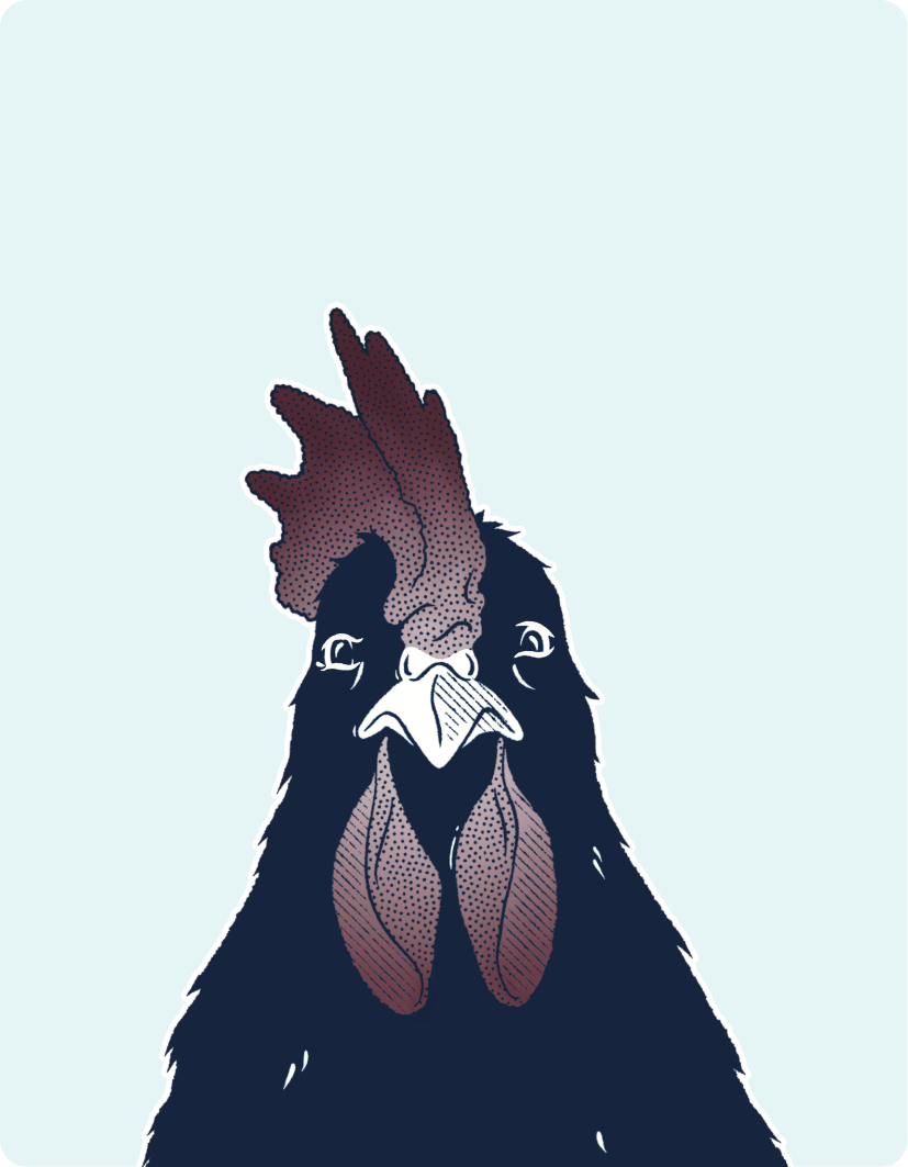 Illustration of a rooster on a light blue background