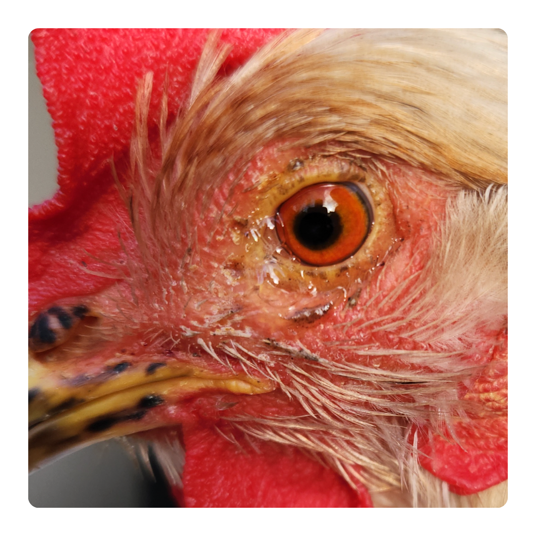 Close-up of a rooster's eye with red comb