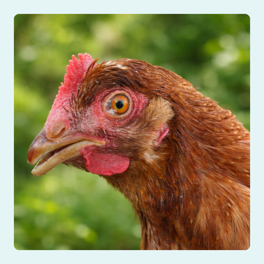 Close-up of a chicken's head with a blurred green background