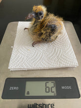 Baby pigeon hand rearing guide – Avian Empire