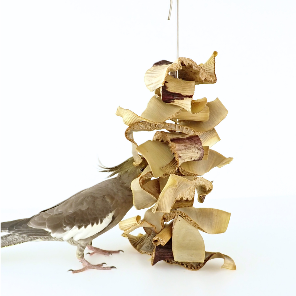 A cockatiel bird interacting with a hanging wooden parrot toy made of curled wood strips, photographed against a clean white background.