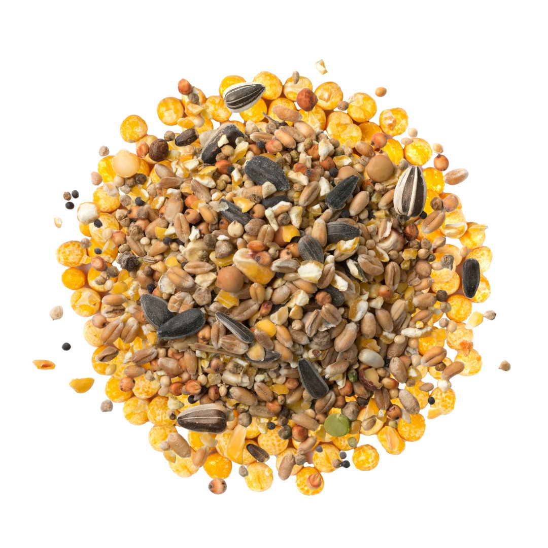 Pigeons grains