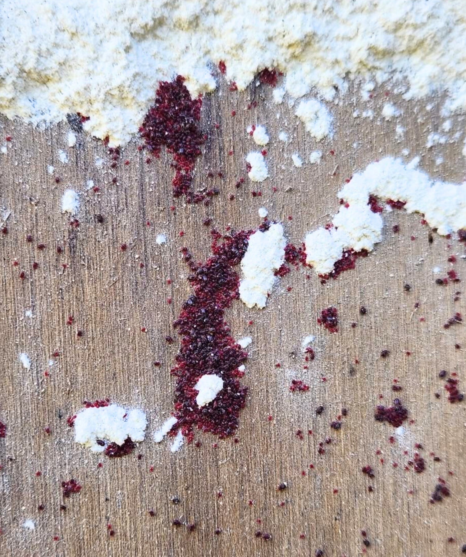 Poultry red mites crawling over DE