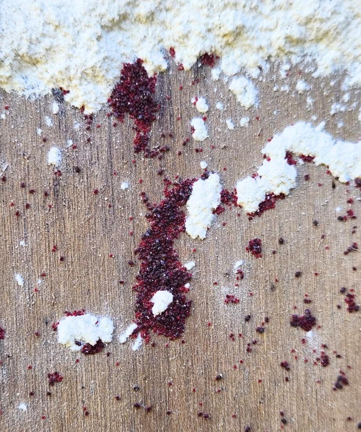 Poultry red mites crawling over DE