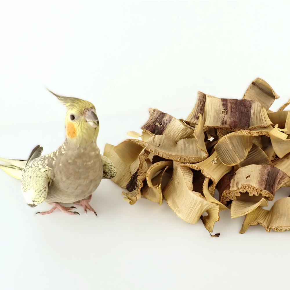 A cockatiel standing beside a pile of dried bird chews on a clean white background.
