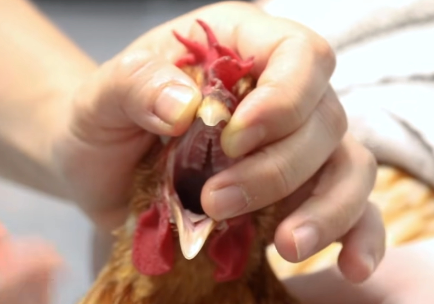 Load video: ow to assist feed or give fluids to a bird