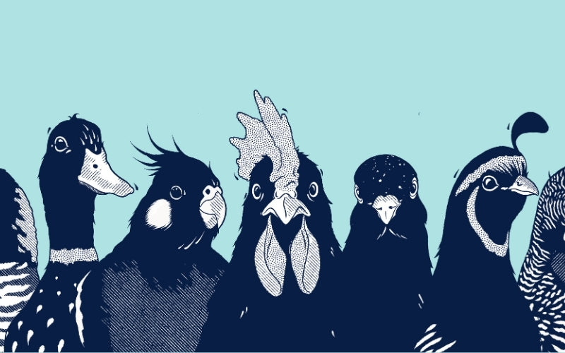 Baby pigeon hand rearing guide – Avian Empire