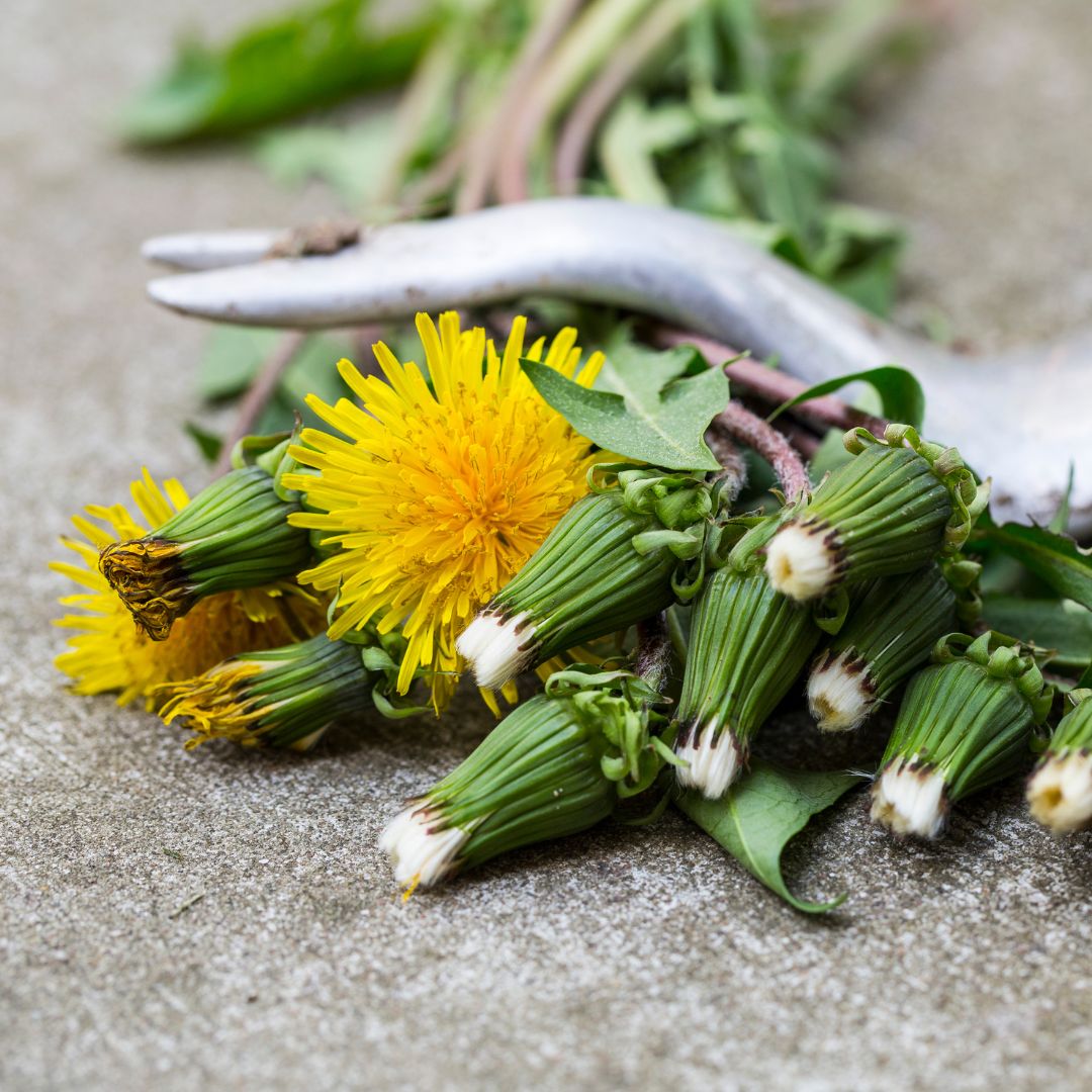 Weeds for budgies