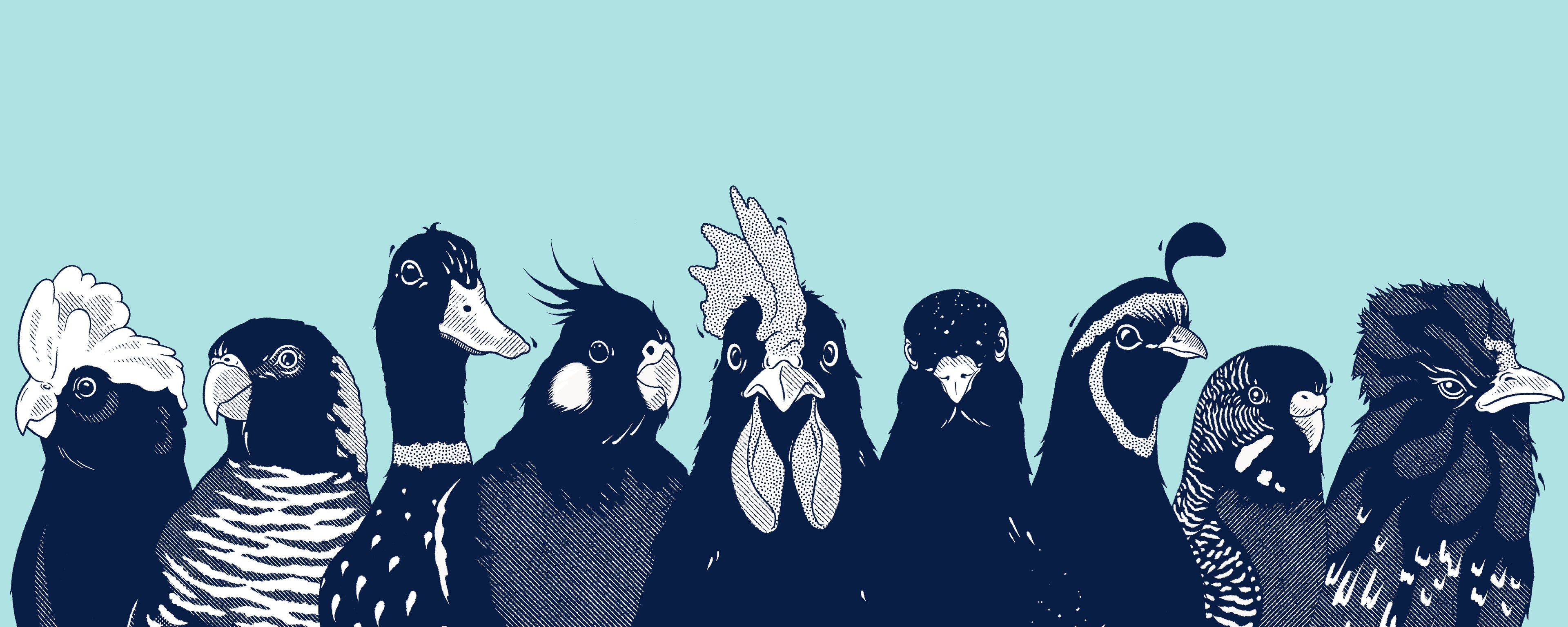 chicken vet nz poultry vet 