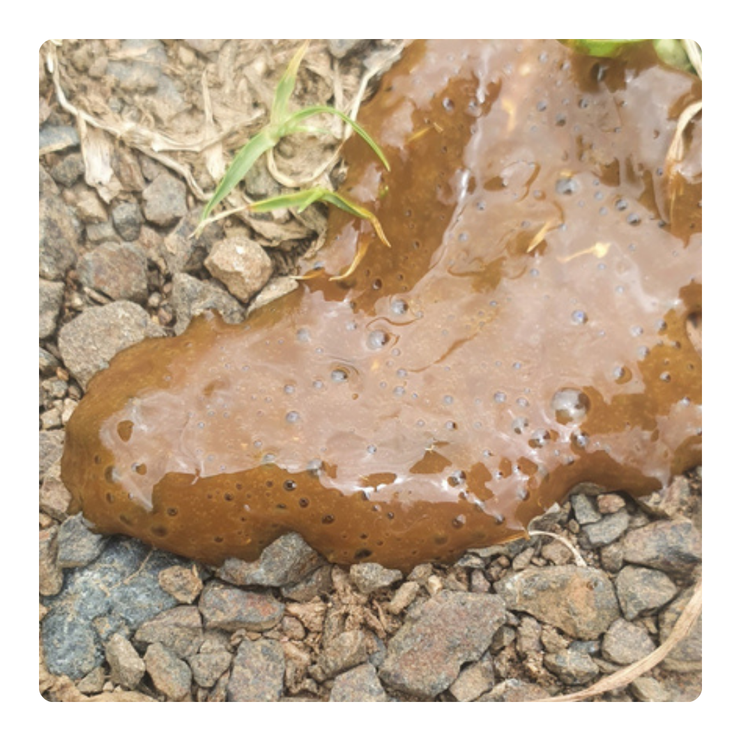 Brown and white slimy substance on a gravel surface