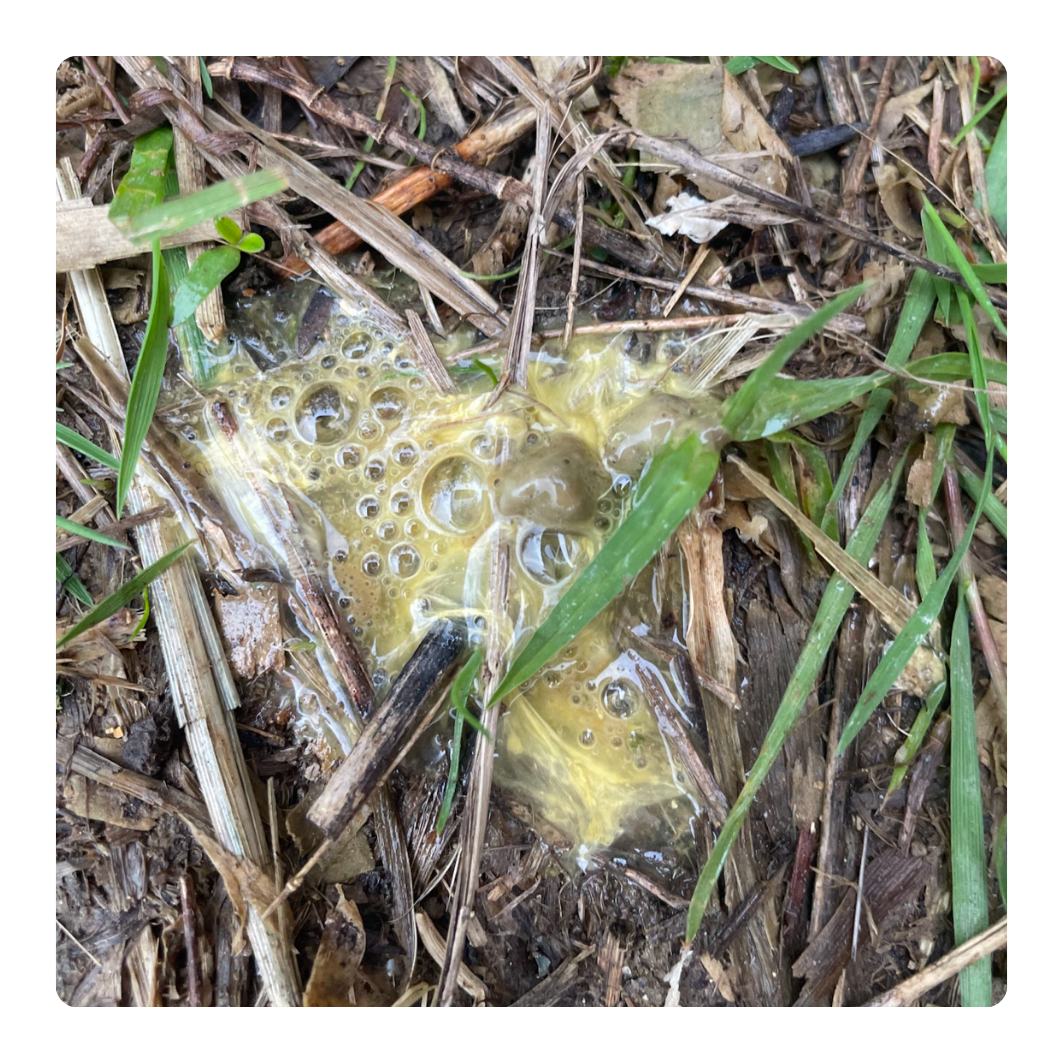 Foamy substance on grass and dry leaves